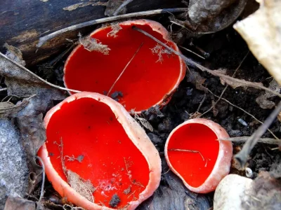 В Башкирии на склонах Куштау обнаружили необычные грибы