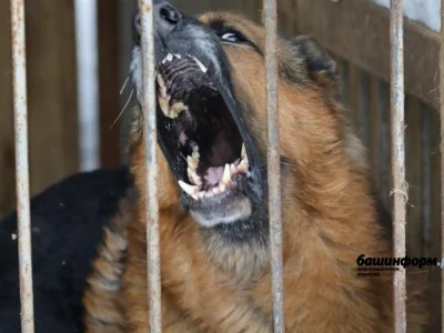 В Башкирии установлены новые штрафы за выгул опасных собак без намордника