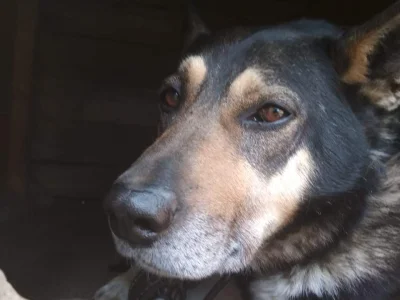 В Башкирии усилили контроль за выгулом собак